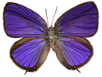Arhopala pseudomuta pseudomuta ♂ Up. Arhopala pseudomuta pseudomuta ♂ Up.