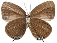 Arhopala pseudomuta pseudomuta ♂ Un. Arhopala pseudomuta pseudomuta ♂ Un.