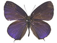Arhopala agrata agrata ♂ Up.