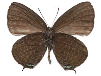 Arhopala agrata agrata ♂ Un.