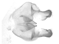 Arhopala agrata agrata ♂ genitalia