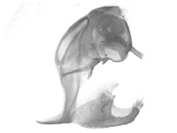 Arhopala agrata binghami ♂ genitalia Arhopala agrata binghami ♂ genitalia