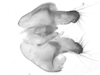Arhopala agrata binghami ♂ genitalia Arhopala agrata binghami ♂ genitalia