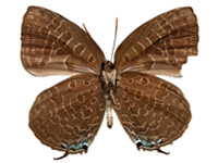 Arhopala eumolphus maxwelli ♂ Un.
