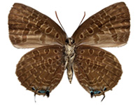 Arhopala eumolphus maxwelli ♀ Un.
