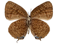 Arhopala eumolphus maxwelli ♀ Un.