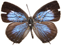 Arhopala paraganesa zephyretta ♂ Up.