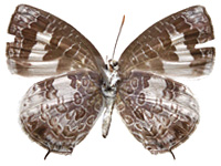 Arhopala paraganesa zephyretta ♂ Un.