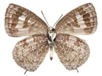 Arhopala paraganesa zephyretta ♀ Un.