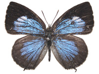 Arhopala paraganesa zephyretta ♂ Up.