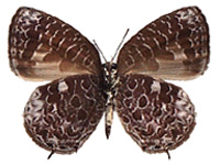 Arhopala ammonides ssp. ♂ Un.