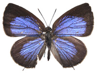 Arhopala elizabethae ♂ Up.