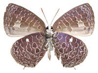 Arhopala elizabethae ♂ Un.