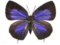 Arhopala ammon ammon ♀ Up.