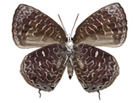 Arhopala ammon ammon ♀ Un.