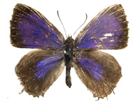 Catapaecilma tamamitsui ♂ Up.