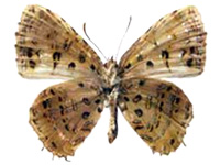 Catapaecilma tamamitsui ♂ Un.