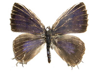 Catapaecilma tamamitsui ♂ Up.
