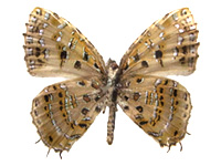 Catapaecilma tamamitsui ♂ Un.