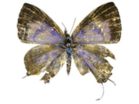 Catapaecilma evansi evansi ♀ Up.