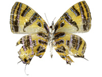 Catapaecilma evansi evansi ♀ Un.