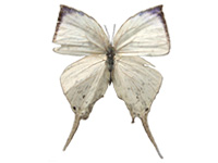 Neomyrina monastyrskii ♂ Up.