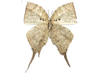 Neomyrina monastyrskii ♂ Un.