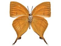 Loxura atymnus fuconius ♂ Un.