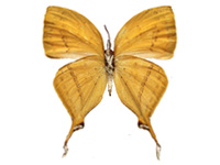 Loxura atymnus fuconius ♀ Un.