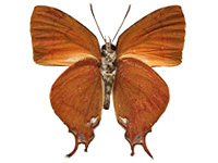 Thamala marciana ssp. ♂ Un.