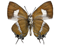 Horaga onyx sardonyx ♂ Un.
