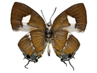 Horaga onyx sardonyx ♂ Un.
