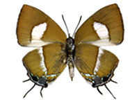 Horaga onyx sardonyx ♀ Un.