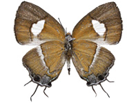 Horaga onyx sardonyx ♀ Un.