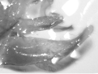 Horaga onyx sardonyx ♂ genitalia