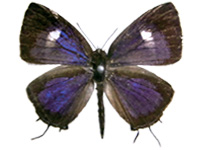 Horaga amethystus nishiharai ♂ Up.