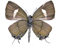 Horaga amethystus nishiharai ♂ Un.