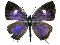 Horaga amethystus nishiharai ♂ Up.