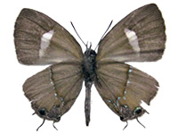 Horaga amethystus nishiharai ♂ Un.