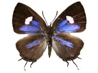 [Horaga purpurescens detanii ? ♀ Up.]