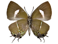 [Horaga purpurescens detanii ? ♀ Un.]