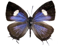 [Horaga purpurescens detanii ? ♀ Up.]