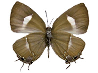 [Horaga purpurescens detanii ? ♀ Un.]