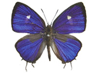 Horaga purpurescens detanii ♂ Up.