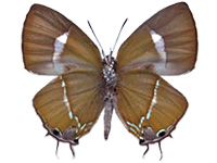 Horaga purpurescens detanii ♂ Un.