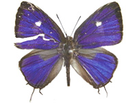 Horaga purpurescens detanii ♂ Up.