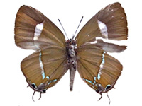 Horaga purpurescens detanii ♂ Un.