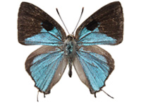 Tajuria culta culta ♂ Up.