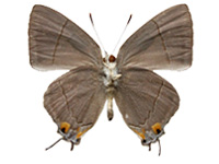 Tajuria culta culta ♂ Un.