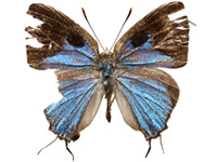 Tajuria culta dayi ♂ Up.